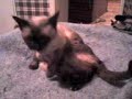 Chuly´s Shawer