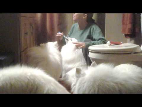 sentry petrodex enzymatic toothpaste