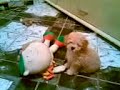 Meu cachorro transando com um boneco!!!rsrsrs