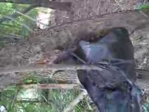 how to transplant sumac