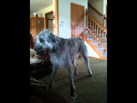 irish wolfhound