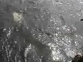 Double Hookup - King Salmon