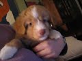 Daintree Duck Tollers- Mango