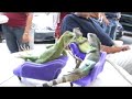 Meet The Lounge Lizards