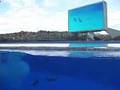 名古屋港水族館　イルカ・シャチのショー (Cul-13-01)