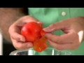 Gino's Hot Tips: Perfect Tomato