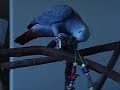 KC the African Grey Playtime