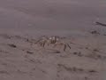 - - caretta caretta - Patara Beach - caretta caretta - video444.com