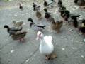 videos de 100_0110.MOV