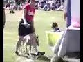 Labrador swimming in bucket
