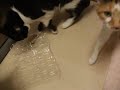 ガチャガチャ