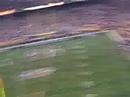 Patriots win SBXXXVIIIThis video was taken by a well trained chimp