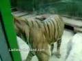 Amazing Thailand - Sri Racha Tiger Zoo