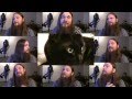 My Cat Knows What You Do In The Dark - Fall Out Boy Parody; Acapella - YouTube