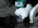 Chloe, a Bichon Frise from France, and the ice cubes.