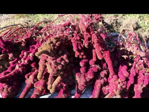 how to harvest amaranth