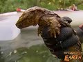 Hellbenders