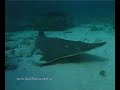 Spearfishing with Liquid Focus - Australia Part 1