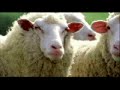 Braveheart Sheep