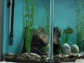 Cariba Courtship
