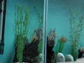 Cariba Courtship