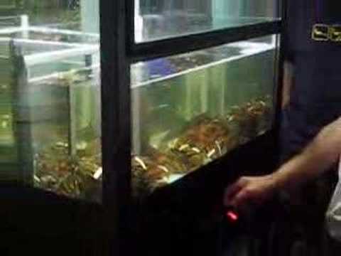 Bizarre Japanese Arcade Game: Live Lobster Catcher photo Bizarre Japanese Arcade Game: Live Lobster Catcher picture