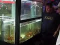 The Maine Lobster Game