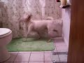 Not sure if Max likes or hates the shower.