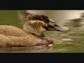 aves acuáticas doñana guadalquivir Luis MIguel Domínguez aves acuáticas doñana guadalquivir Luis MIguel Domínguez