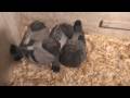 Weaning Baby Pigeons