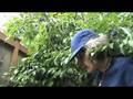 Picking Plums