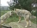 willow-twister-howl-at-wolf-park-.html