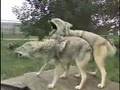 Willow & Twister Howl at Wolf Park