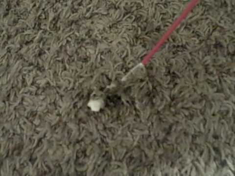 how to remove wood stain from carpet