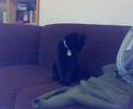 Cat collar escapology - Houdini Cat Cat collar escapology - Houdini Cat