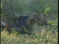 Lion Kill Pt.1