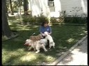 All The Dogs