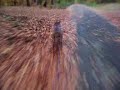 pitbull running 20km