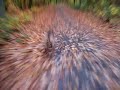 pitbull running 20km