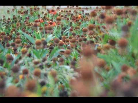 High Line Natural Urban Renewal YouTube Preview Image