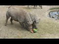 For Animal Enrichment, Just Add Water(melon)