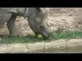 For Animal Enrichment, Just Add Water(melon)