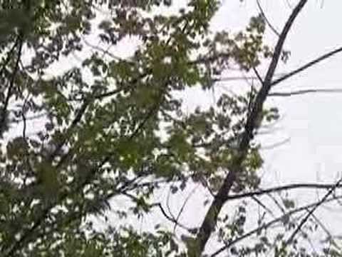 Baltimore Oriole