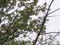 Baltimore Oriole