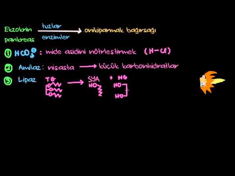 FİZYOLOJİ - EKZOKRİN PANKREAS