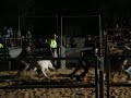 Diddy scruffing a calf Diddy scruffing a calf