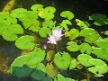 Koi Pond June 2008 with lily ponds Koi Pond June 2008 with lily ponds