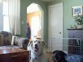 Unbelievable poltergeist activity