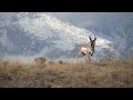 a buck pronghorn antelope herds his harem away from other bucks, marks his territory and attempts to breed during the mating season in grand teton national park. the pronghorn, who spend the summer in teton park, have the longest big game migration in the continental united states. some will travel over two hundred miles to their winter range in the red desert, where rampant industrialization for natural gas drilling is threatening this ancient migrating herd. the drilling on public lands is ...