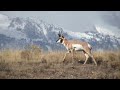 a buck pronghorn antelope herds his harem away from other bucks, marks his territory and attempts to breed during the mating season in grand teton national park. the pronghorn, who spend the summer in teton park, have the longest big game migration in the continental united states. some will travel over two hundred miles to their winter range in the red desert, where rampant industrialization for natural gas drilling is threatening this ancient migrating herd. the drilling on public lands is ...